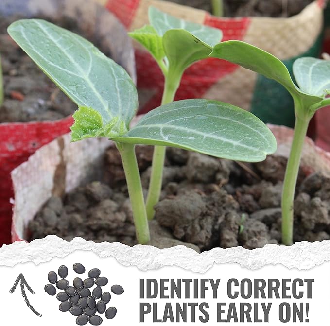 Seed Needs Luffa Seeds for Planting Loofah Sponge Gourds - Non-GMO Heirloom & Untreated Veggie Seed to Plant a Home Grown Outdoor Vegetable Garden (1 Pack)
