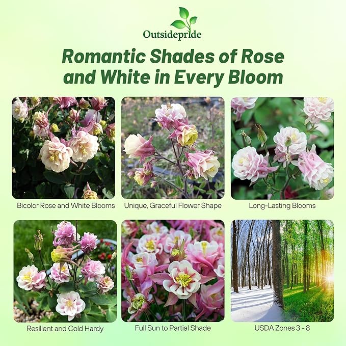 Outsidepride Rose White Columbine Seeds - 10 Pcs Perennial, Easy to Grow Flower Seeds for Planting, Suitable for Pollinator-Friendly Garden, Cut Floral Arrangements, Ground Covers, or Borders