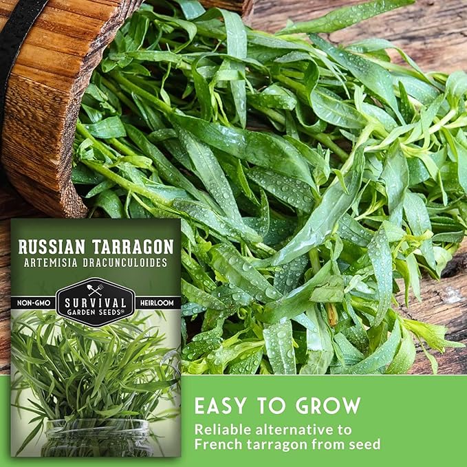 Russian Tarragon Seeds for Planting - Plant & Grow Big Flowering Herbs in Your Home Vegetable Garden - Non-GMO Heirloom Variety - Survival Garden Seeds (5 Packs)