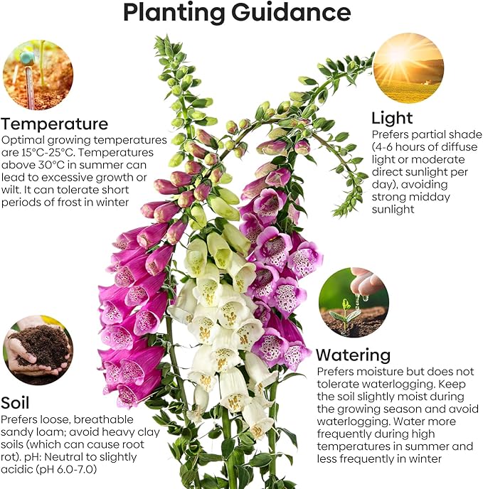 Foxglove Seeds, Large Packet 1 Ounce 290,000+ Seeds, 24-36’ Tall Spire Bloom Attract Hummingbirds and Bees, Non-GMO | Heirloom | USDA Zones 4-10