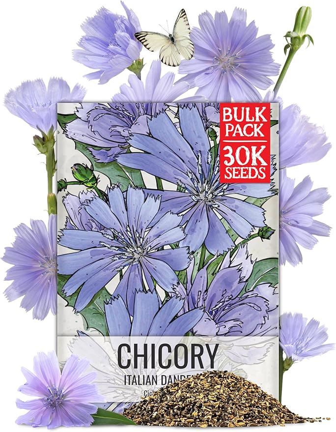 Seed Needs Chicory Seeds for Planting Cichorium intybus | Bulk Pack of 30,000 Seeds | Heirloom & Open Pollinated Wildflowers to Grow a Butterfly Garden and Attract Pollinators