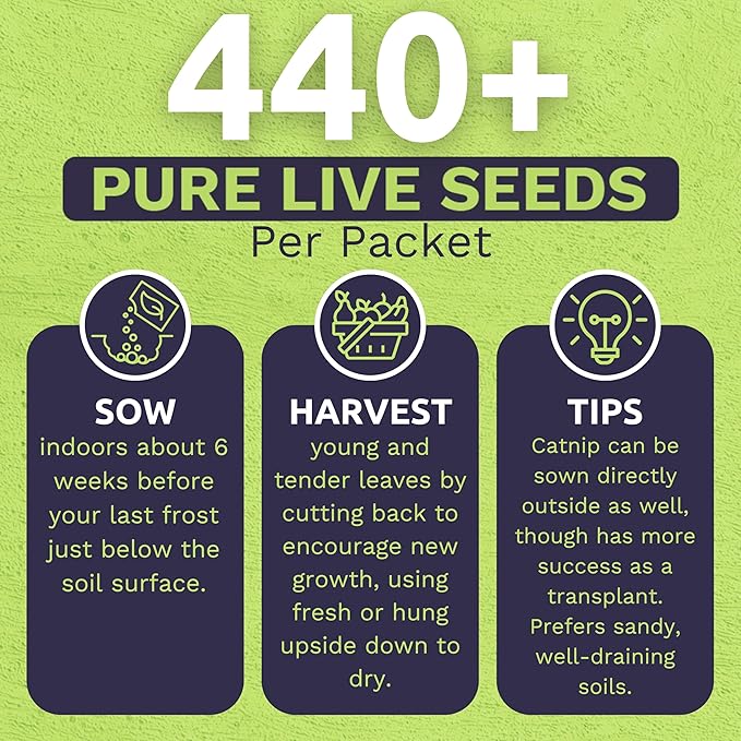 Catnip Seeds – Two Seed Packets! – Over 880 Open Pollinated Non-GMO Seeds – Sweet Yards Seed Co.