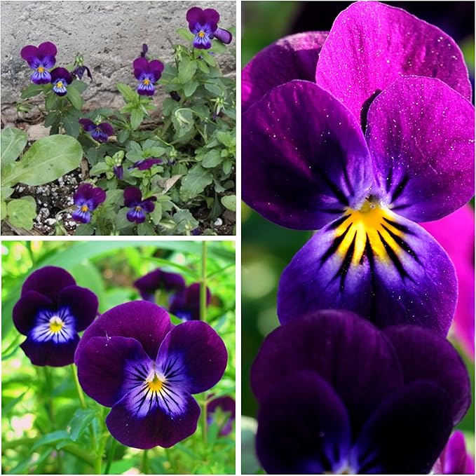 Seed Needs Viola Seeds for Planting King Henry Violas - Heirloom & Open Pollinated Annual Flower Seed to Plant an Outdoor Butterfly Wildflower Garden (5 Packs)