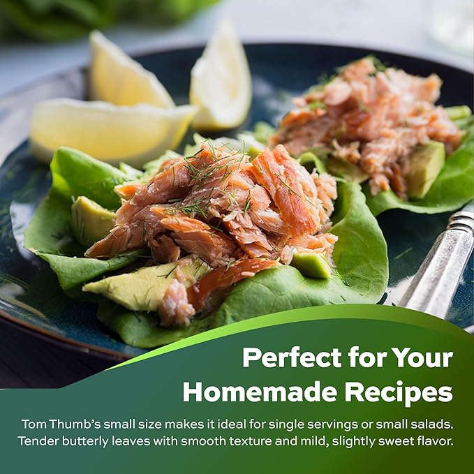 1000+ Tom Thumb Heirloom Lettuce Seeds - Non-GMO USA Grown - Miniature 5" Heads Butterhead Bibb Type Lettuce - Grows Indoors or Outdoors with Soil or Hydroponics