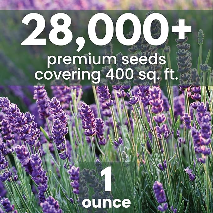 Lavender – 28,000 Seeds for Planting – 2026 Season – 1 Ounce Pouch