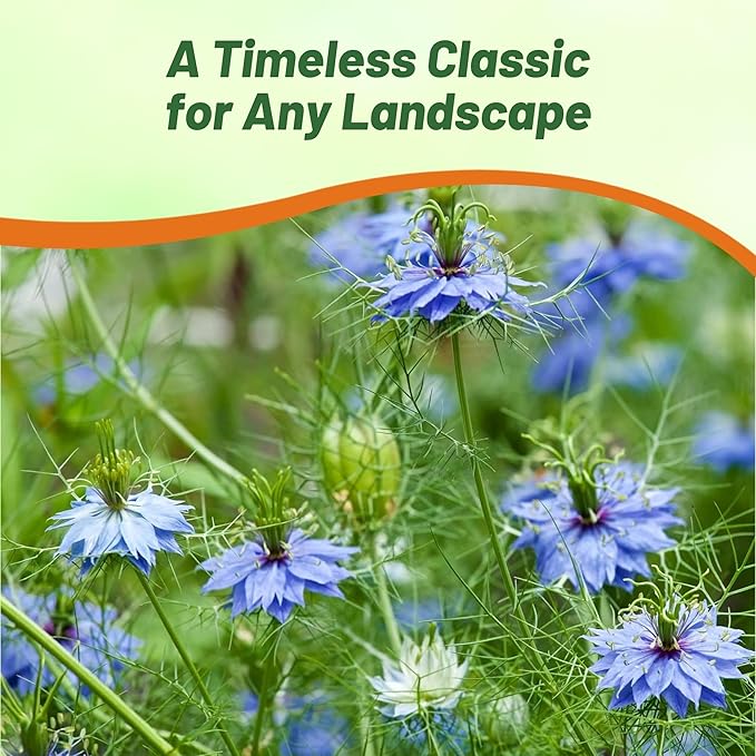 Outsidepride Jewels Indigo Nigella Seeds - 2000 Pcs Annual Flower Seeds for Planting with Vibrant Blooms & Lacy, Fern-Like Foliage, Attractive Cut Flower for Small Garden Spaces & Floral Arrangements