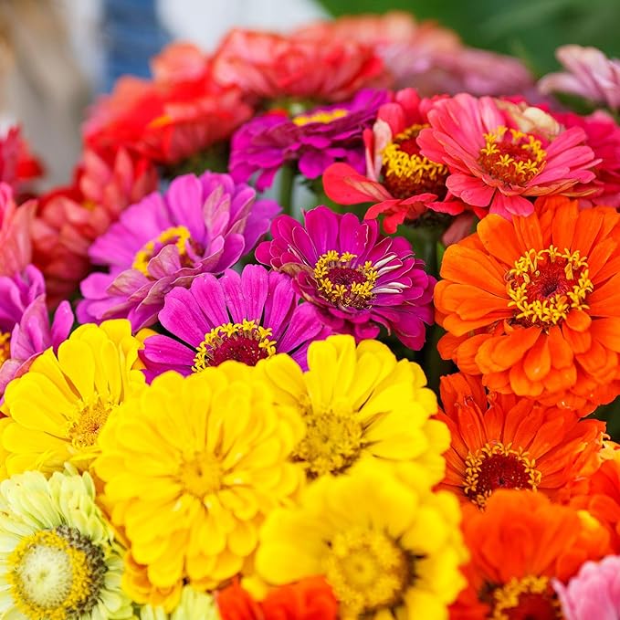 Eden Brothers Zinnia Seeds - Over the Rainbow Mix, Non-GMO Seeds for Planting, 1/4 lb | Low-Maintenance Flower Seeds, Plant During Spring, Zones 3, 4, 5, 6, 7, 8, 9, 10