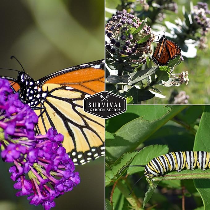 Pollinator Seed Mixture to Attract Monarch Butterflies, Bees & Pollinators - 2 Packets - Milkweed, Garden Flower, & Wildflower Mix for Planting - Support Conservation Efforts - Survival Garden Seeds