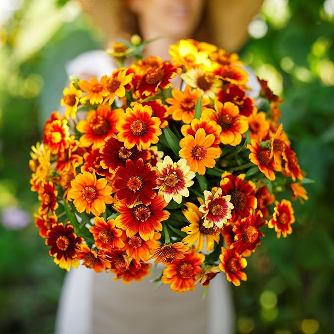 Eden Brothers Zinnia Seeds - Old Mexico, Non-GMO Seeds for Planting, 1 oz | Low-Maintenance Flower Seeds, Plant During Spring, Zones 3, 4, 5, 6, 7, 8, 9, 10