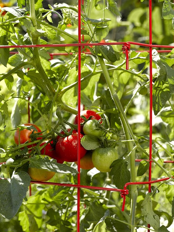 Gardener’s Supply Company Lifetime Tomato Cages | Heavy Gauge Sturdy Garden Plant Supports for Vegetables and Other Climbing Plants | No Assembly Needed - Red (Set of 4)