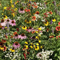 Eden Brothers Native Eastern Xeriscape Flower Seed Mix