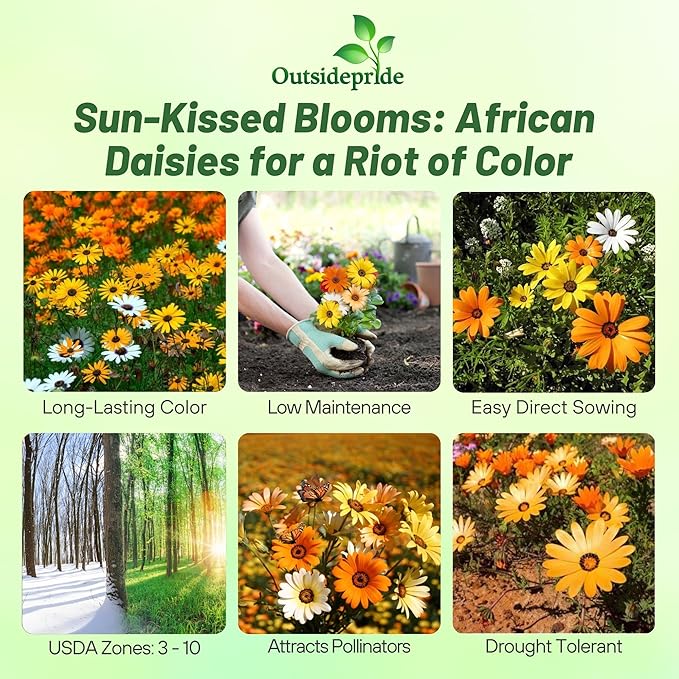 Outsidepride Mix African Daisy Seeds - 1 lb. Annual Flower Seeds for Planting Outdoors with Long-Lasting Blooms, Drought-Tolerant, Easy to Grow for Sunny Gardens & Borders