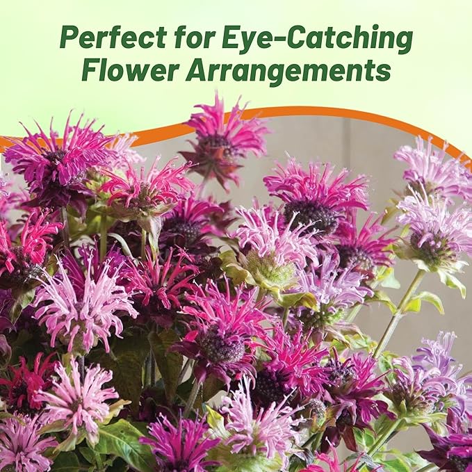 Outsidepride Bee Balm Mix Seeds - 1000 Pcs Perennial, Easy to Grow & Pollinator Friendly Monarda Didyma Flower Seeds for Planting Mint Scented Leaves & Edible Blooms, Ideal for Teas & Potpourri