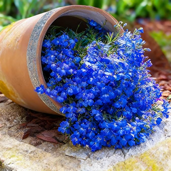 18000+ Creeping Thyme Ground Cover Seeds for Planting Outdoor-Thymus Serpyllum Herb Plants Garden Plant in Your Garden Paths Landscaping Hardy Drought Tolerant Heirloom Open-Pollinated