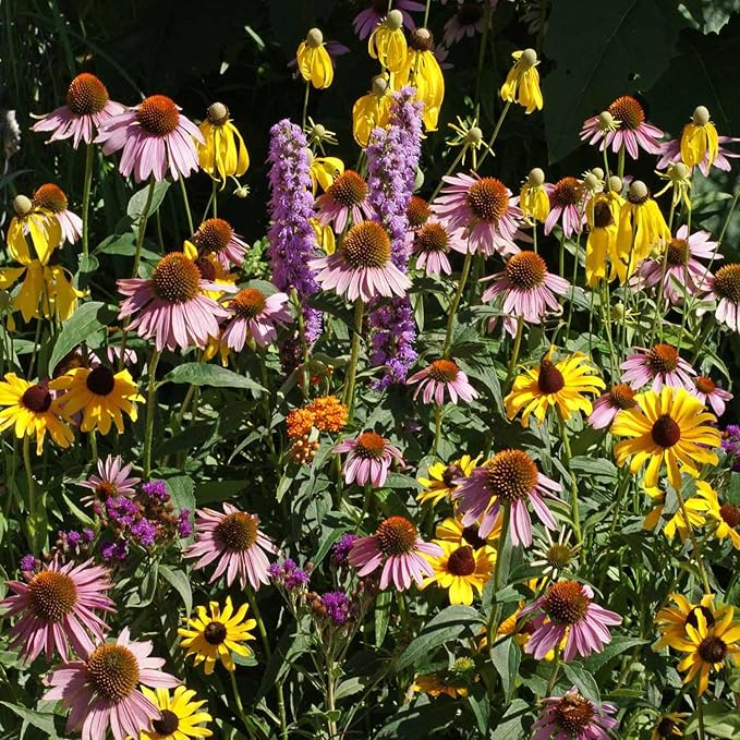 Outsidepride Midwest Wildflower Seed Mix - 1/4 Lb Premium Blend of Annual & Perennial Native Wildflower Seeds for Midwestern States, Attracts Pollinators, Low-Maintenance, Ideal for Meadows & Gardens