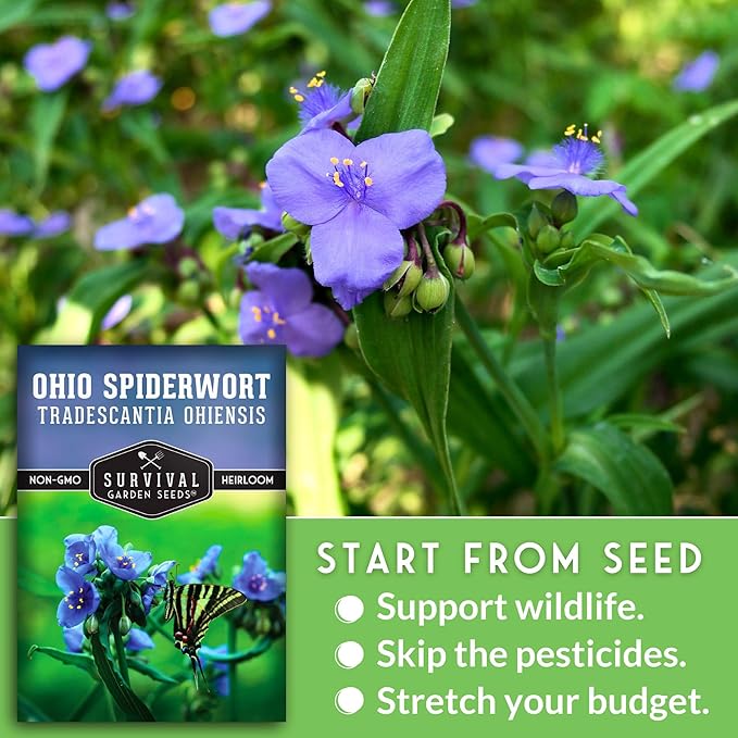 Survival Garden Seeds - Ohio Spiderwort (Tradescantia ohiensis) | Blue Three-Petaled Blooms | Shade Tolerant Native Plant | North American Wildflower - 1 Pack