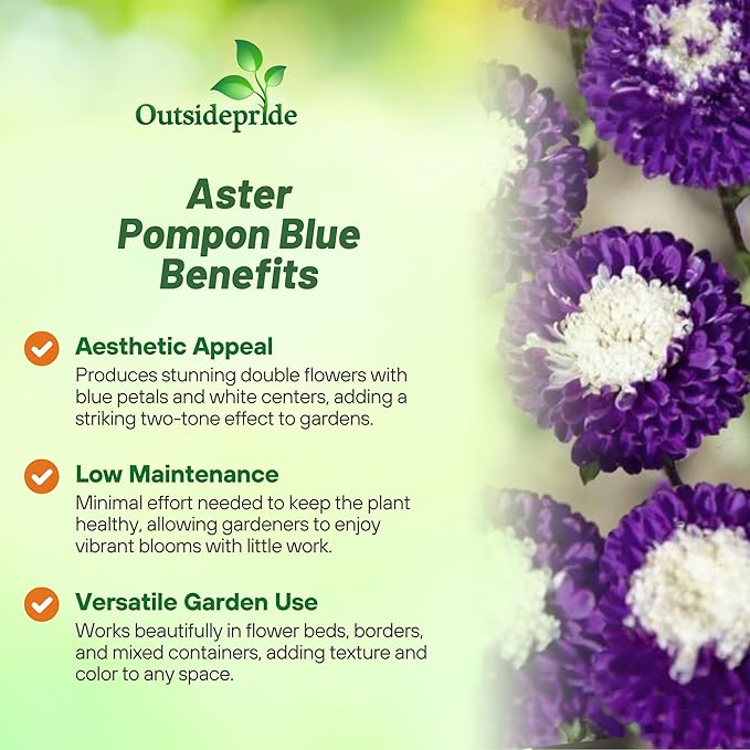Outsidepride Tall Pompon Blue Aster Seeds - 2000 Pcs. Annual, Hardy & Pollinator Friendly Flower Seeds for Planting Vibrant Disc-Shaped Blue Blooms, Ideal for Meadows & Aesthetic Gardens