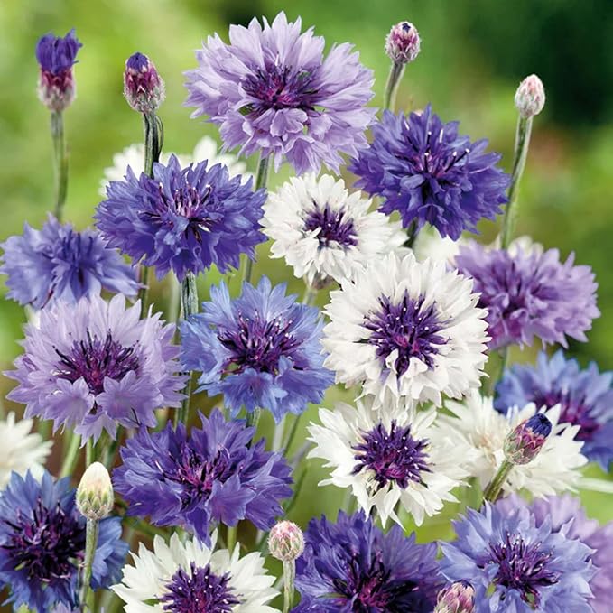 3000+ Cornflower Seeds for Planting Mix Dwarf Bachelor Button Seeds for Home Garden Perennial Flowers Outdoor Indoor Garden
