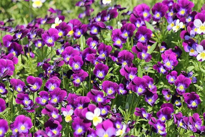Viola Seeds – Classic Viola Colors aka “Johnny-Jump-Up” - Annual Heirloom Flower Seeds| Heirloom Seeds By Liliana's Garden |