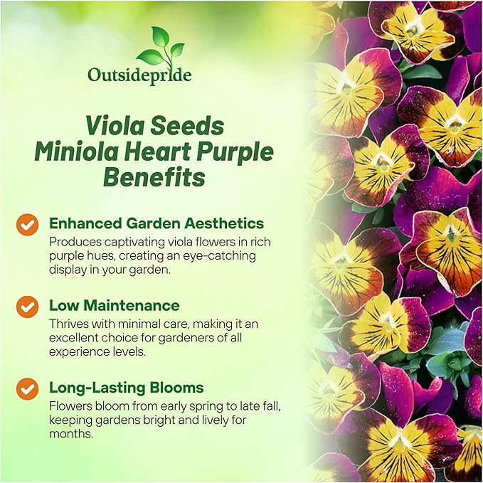 Outsidepride Miniola Heart Purple Violet Seeds for Planting - 100 Pcs Annual, Compact & Pollinator Friendly Viola Flower Seed w/Purple and Yellow Blooms, Ideal for Garden Borders & Container Displays