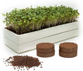 mizuna Microgreens Growing Kit — 2 Ceramic Trays, Coconut Coir & Seeds | Indoor Windowsill Grow Kit | Gift for Plant & Food Lovers