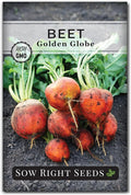 Sow Right Seeds - Golden Globe Beet Seeds for Planting - Non-GMO Heirloom Packet with Instructions to Plant & Grow an Outdoor Home Vegetable Garden - Nutritious, Cold Hardy, Vigorous and Productive