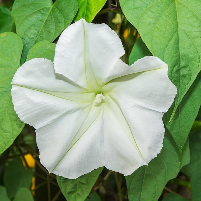 Seed Needs Moonflower Seeds for Planting Prolific Summer White Blooms | 1 Ounce Ipomoea Alba Vine Seeds Moonflowers Attract Pollinators with up to 6" Blooms | Bulk Vinning Plant Seeds