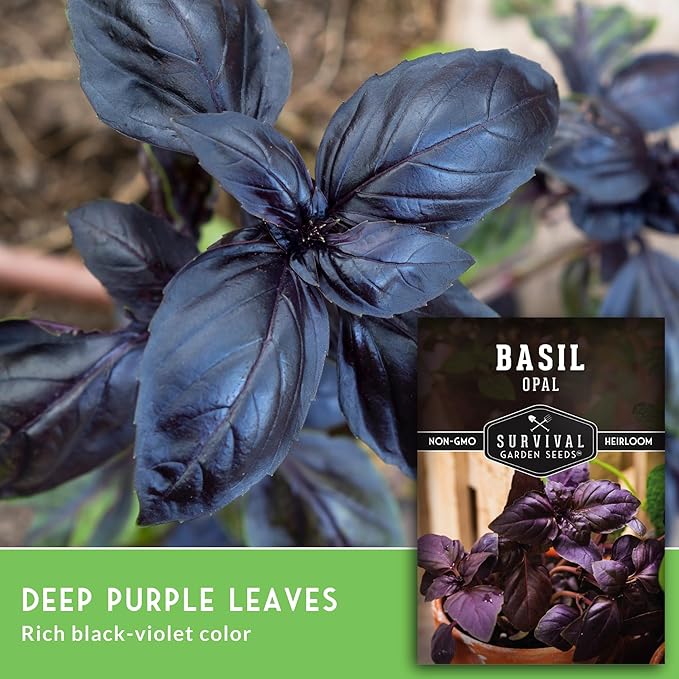 Opal Basil Seeds for Planting - Dark Opal Basil with Purple Leaves - Unique Herb Seed Variety - Heirloom, Non-GMO Herbs for Home Gardens - Survival Garden Seeds (3 Pack)
