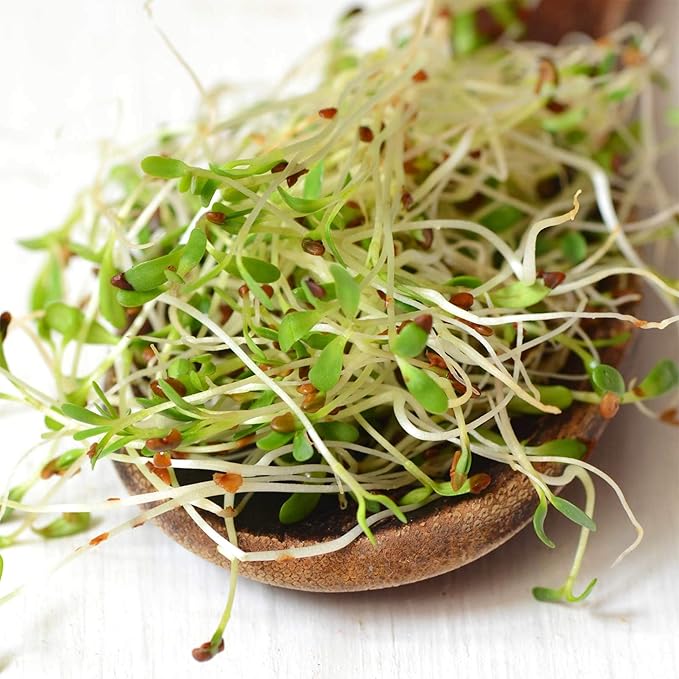 Handy Pantry Organic Alfalfa Seeds for Sprouting 1 lb – Microgreens and Sprout Seeds