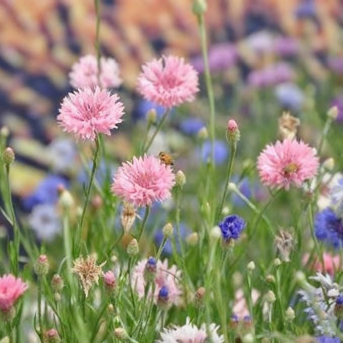 Cornflower Seeds for Planting, 3000+ Mix Centaurea Flower Seed, Non-GMO Heirloom Cornflower Seed for Garden Home Outdoor