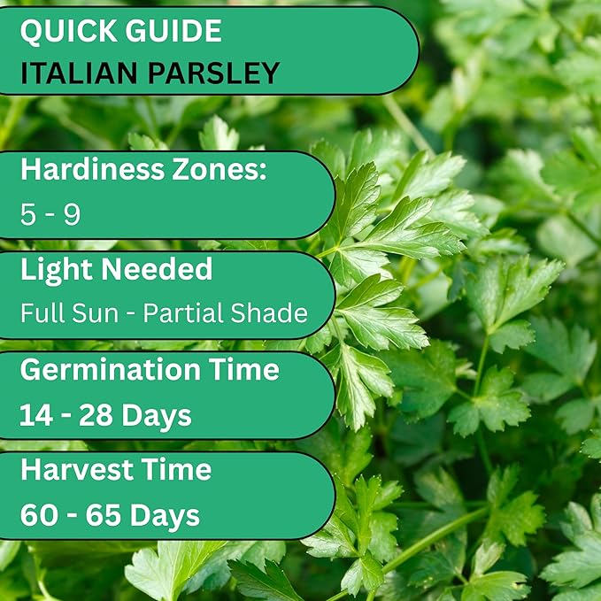 Italian Flat Leaf Parsley Seeds for Planting – Heirloom, Non-GMO Flat Leaf Parsley Seeds for Indoor & Outdoor Herb Gardens, Culinary Herb Seeds | Woods Creek Seeds (3)