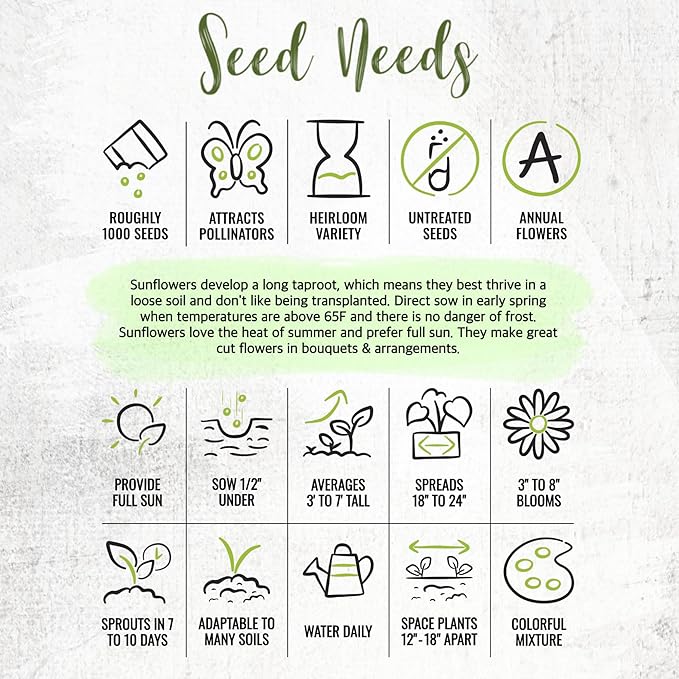 Seed Needs Sunflower Seeds to Plant The Original Crazy Blend | 500+ Heirloom Seeds 15+ Varieties Open Pollinated & Untreated | XL Packet Multicolored Blooms Flower Seed