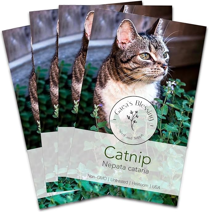 Gaea's Blessing Seeds - Catnip Seeds - Non-GMO Heirloom Seeds Nepata Cataria Open-Pollinated - with Easy to Follow Instructions - 90% Germination Rate Net Wt. 1.1g (Pack of 4)