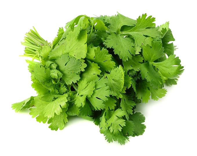 Culinary Herb Seeds Variety Pack – Genovese Basil, Italian Flat Leaf Parsley, Cilantro, Dill – Non-GMO, Heirloom, USA-Grown Herb Garden Seeds for Indoor or Outdoor Growing – Kitchen Essentials for Cooking
