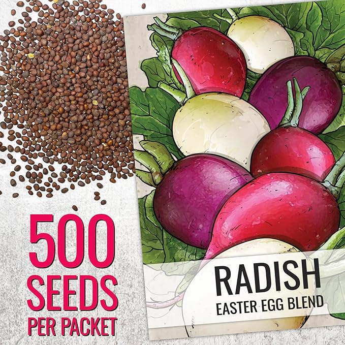 Seed Needs Radish Seeds for Planting Easter Egg Radishes - Non-GMO Heirloom & Untreated - Grow a Home Grown Vegetable Garden - Cool Weather Crops (2 Packs)