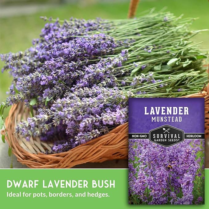 Munstead English Lavender Seeds for Planting – Compact Dwarf Hardy Perennial Herb for Indoor or Outdoor Gardens, Culinary & Fragrant Pollinator Flower - Survival Garden Seeds (2 Packs)