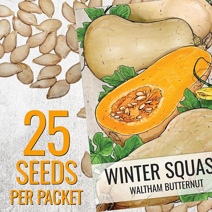Seed Needs Waltham Butternut Squash Seeds for Planting - Non-GMO Heirloom & Untreated Summer Squash to Plant a Home Grown Outdoor Vegetable Garden (5 Packs)