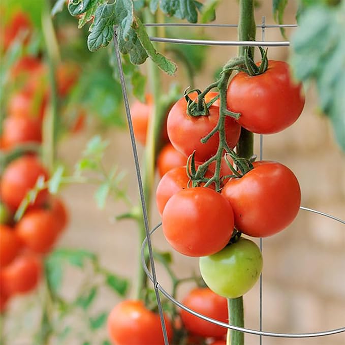 BestNest Panacea 89723 Round Tomato & Pepper Towers – Galvanized Steel Plant Cages, 33" H with 3 Rings & 3 Legs – 15" Stakes – Heavy-Duty Support for Outdoor Plants – 20 Pack