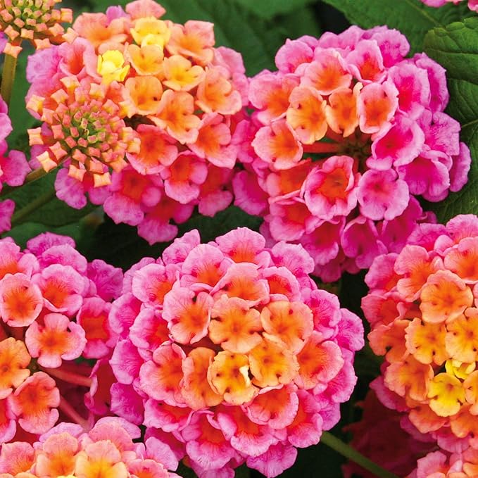 300+Perennial Mix Lantana Camara Flowers Seeds for Planting Outdoors Home Garden