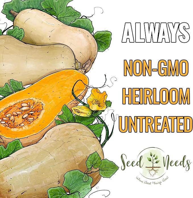 Seed Needs Waltham Butternut Squash Seeds for Planting - Non-GMO Heirloom & Untreated Summer Squash to Plant a Home Grown Outdoor Vegetable Garden (5 Packs)