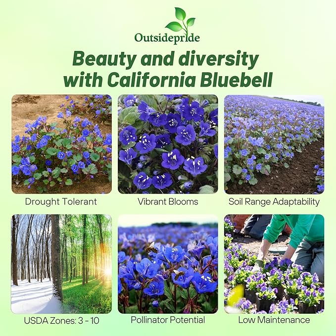 Outsidepride California Bluebell Wildflower Seeds - 1 Lb. Annual, Hardy, Easy-to-Grow, & Pollinator-Friendly Phacelia Campanularia Flower Seeds for Planting Vibrant Blue Blooms in Summer Gardens