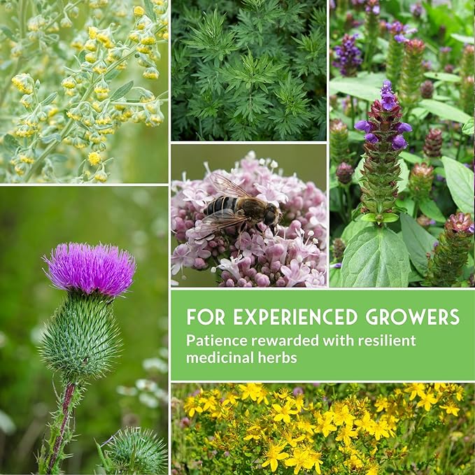 Advanced Medicinal Herb Seeds Collection - Variety Pack for Planting with Plantain, Joe-Pye Weed, St John’s Wort, Valerian, Mugwort - Heirloom Apothecary Herbalist Seed Bundle - Survival Garden Seeds