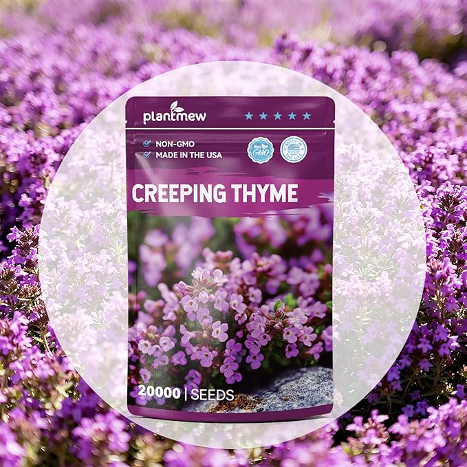 20000+pcs Creeping Thyme Seeds for Planting – Non-GMO Ground Cover Flowers –10g Edible Herb Seeds for Planting Lawns & Paths