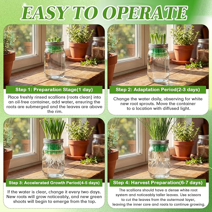 Seed Sprouting Set Green Onion Regrower Kit Includes Regrower Sprouting Lids and a Mouth Mason Jar for Sustainable Windowsill Gardens, Hydroponics, and Propagation Hydroponics Enthusiasts