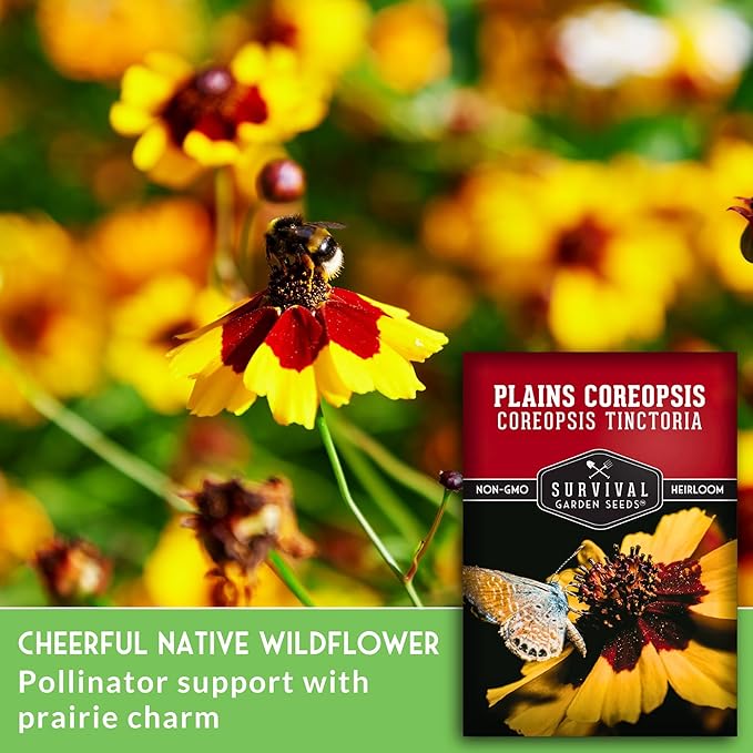 Survival Garden Seeds - Plains Coreopsis Seeds for Planting | Native Wildflower Coreopsis Tinctoria | Pollinator Support | Calliopsis - 1 Pack