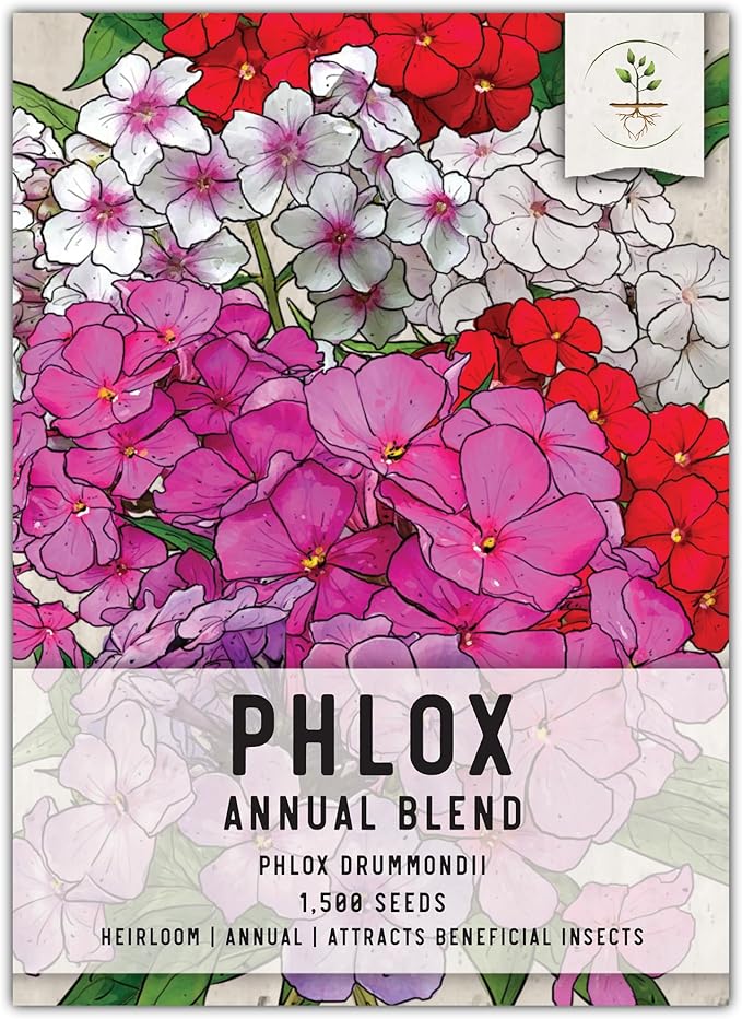 Seed Needs Annual Phlox Seeds for Planting a Colorful Mixture of Flowers - Heirloom & Open Pollinated Wildflowers to Attract Butterflies and Other Pollinators to an Outdoor Garden (1 Pack)
