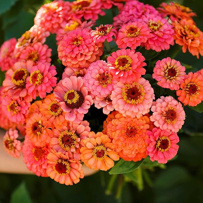 Eden Brothers Zinnia Seeds - Pumila Salmon, Non-GMO Seeds for Planting, 1/4 lb | Low-Maintenance Flower Seeds, Plant During Spring, Zones 3, 4, 5, 6, 7, 8, 9, 10
