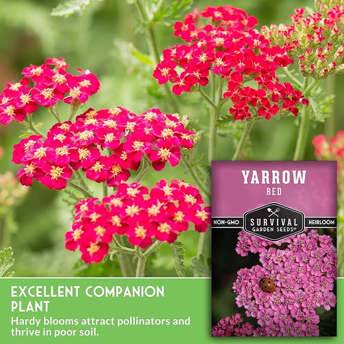 Red or Pink Yarrow Seeds for Planting – Heirloom Medicinal Herb & Perennial Flower Seeds, Pollinator Friendly Blooms for Cottage & Wildflower Gardens - Survival Garden Seeds (2 Packs)
