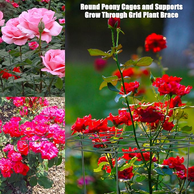2 Pack Round Peony Cages and Supports Grow Through Grid Plant Brace,24 inch Heigh Plant Support Stake for Small Plant Flower Vegetable (2pcs 24“)