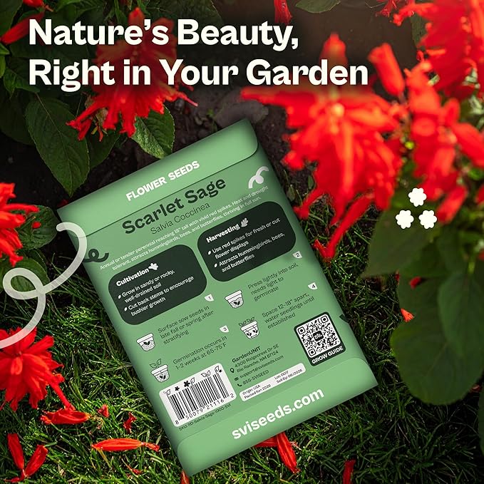 SVI 1000 Red Sage Seeds for Planting Outdoors (Salvia coccinea) – Scarlet sage, Deer Resistant Wildflower – Heirloom Flower Seeds to Plant Outside & Inside Garden, Beds, Containers